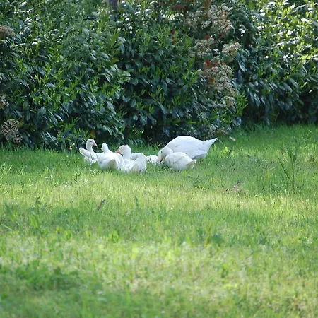 בית חווה Agriturismo Podere Dei Sassi Valfabbrica